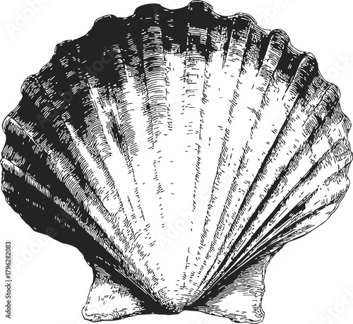 Scallop shell sketch, hand drawn line art with detailed textured shading — stock vector