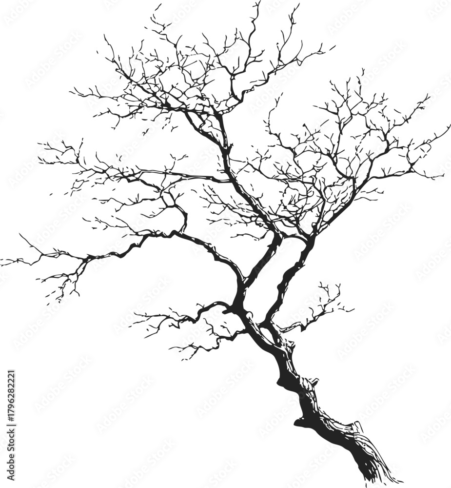 Obraz premium Bare tree sketch hand drawn with twisted branches on white background — stock vector