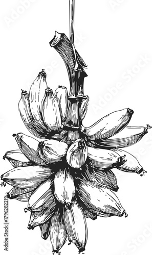 Banana bunch sketch, hand drawn botanical fruit cluster on stem — stock vector