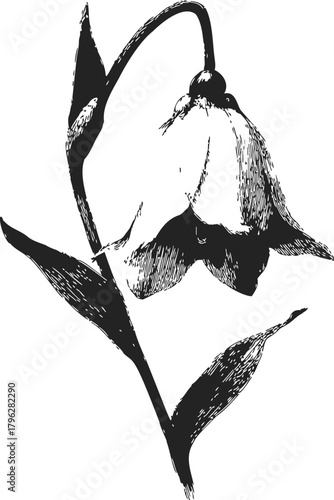 Snowdrop flower sketch, hand drawn botanical illustration with drooping bloom and slender leaves — stock vector