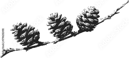 Pine cones sketch hand drawn on branch in black and white — stock vector