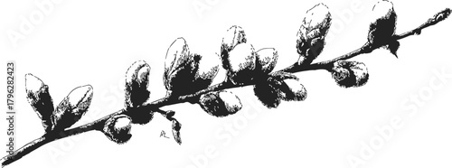 Pussy willow branch, hand drawn sketch with catkins, botanical line art — stock vector