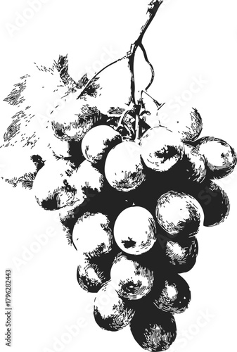 Grape bunch sketch hand drawn with detailed leaves and textured shading — stock vector