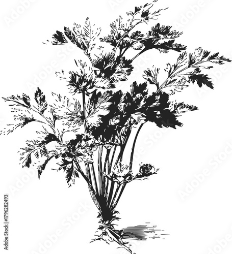 Parsley plant sketch, hand drawn herb with leafy stems and roots — stock vector