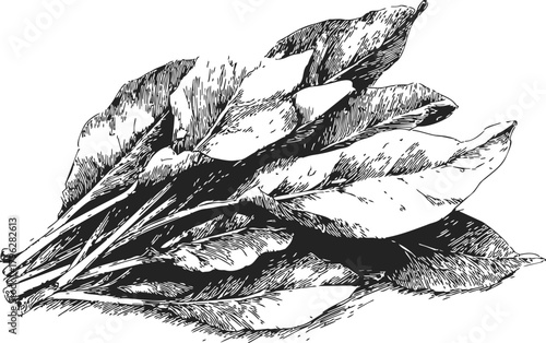 Bay leaves sketch hand drawn aromatic herb bunch detailed botanical illustration — stock vector