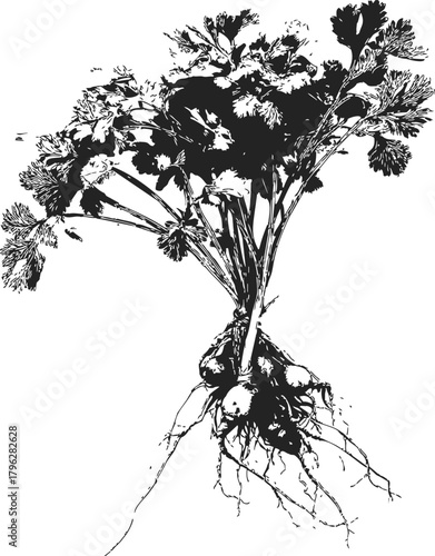 Celery plant sketch, hand drawn botanical illustration with roots and leaves — stock vector