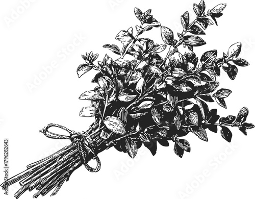 Herb bundle sketch hand drawn aromatic leaves tied with string — stock vector