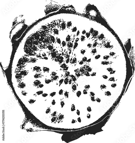 Pomegranate sketch hand drawn fruit cross section with seeds — stock vector