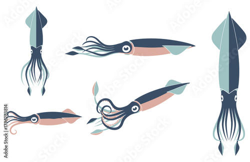 set of squid flat design isolated on white