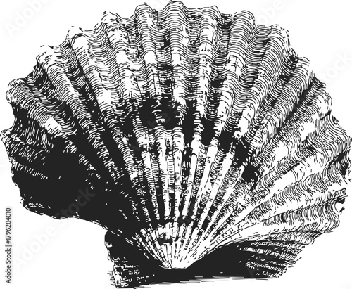 Scallop shell sketch, hand drawn line art with detailed textured ridges — stock vector