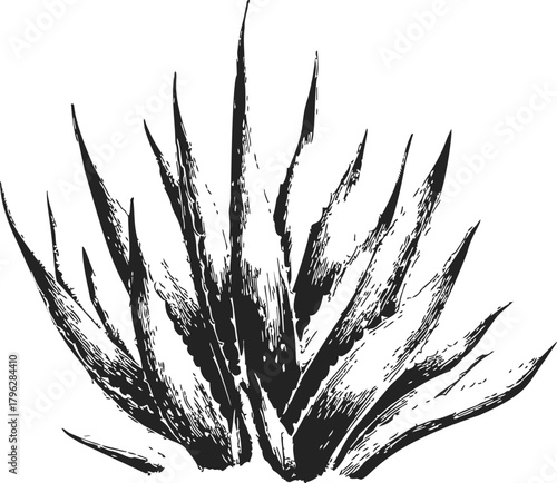Wallpaper Mural Agave plant sketch hand drawn black and white botanical illustration — stock vector Torontodigital.ca