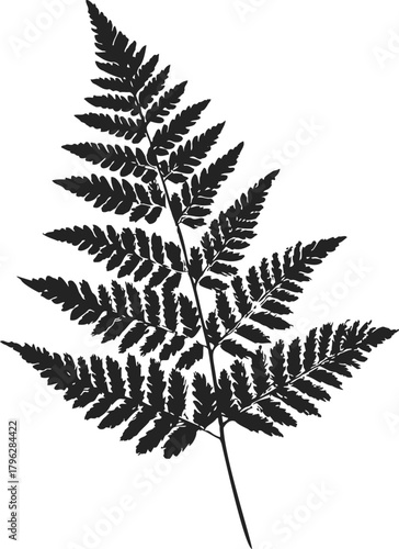 Fern silhouette sketch, hand drawn botanical frond with detailed leaves — stock vector