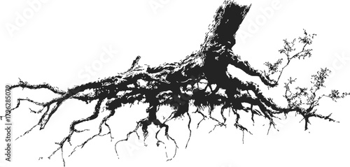 Tree roots sketch, hand drawn vector showing exposed underground root system — stock vector