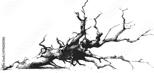 Fallen tree sketch, hand drawn style with bare twisted branches — stock vector