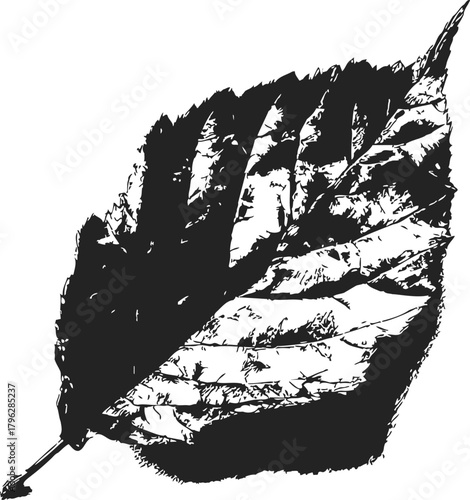 Leaf sketch hand drawn black and white detailed textured illustration — stock vector