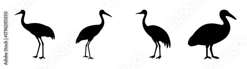 Four elegant silhouette cranes standing gracefully in a row bird wildlife