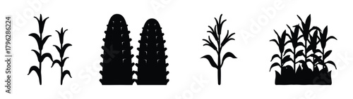 Diverse corn stalk silhouettes agricultural harvest symbols plant growth stages icons