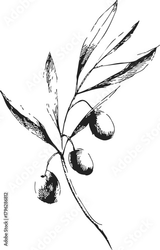 Olive branch sketch hand drawn with leaves and fruit isolated on white — stock vector