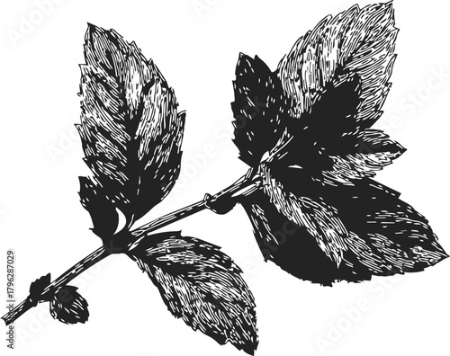 Mint leaf branch sketch, hand drawn botanical herb with detailed texture — stock vector