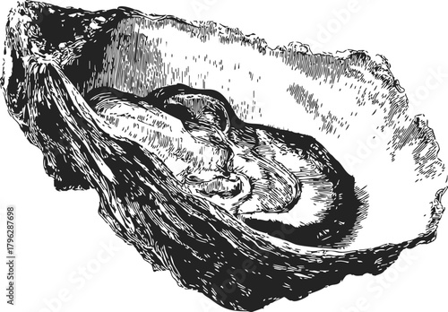 Oyster shell sketch, hand drawn detailed open oyster with textured interior — stock vector