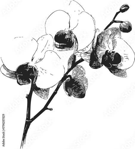Orchid flower sketch, hand drawn botanical branch with blossoms and buds — stock vector