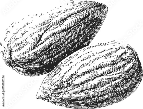 Almond nuts sketch hand drawn style detailed textured illustration — stock vector