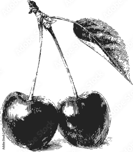 Cherry hand drawn sketch with leaf detailed vintage style — stock vector