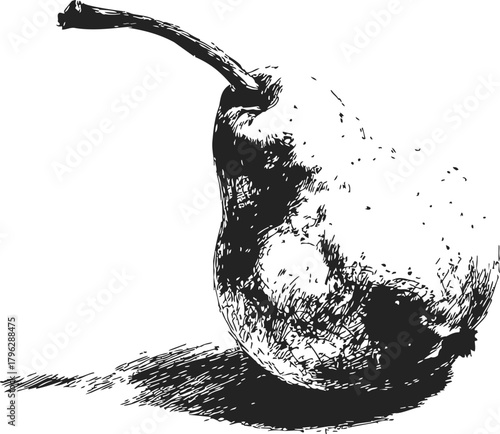 Pear sketch hand drawn fruit with stem and textured shading — stock vector