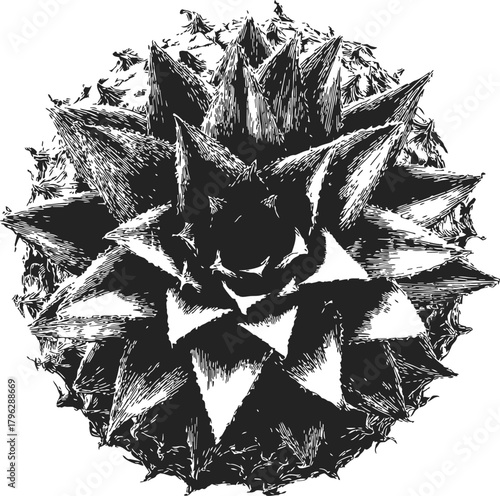 Succulent plant sketch hand drawn top view with sharp leaves — stock vector