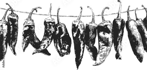 Dried chili peppers sketch hand drawn hanging on string — stock vector