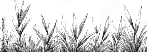 Grass blades sketch hand drawn black and white botanical border — stock vector