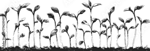 Seedlings sketch hand drawn style showing young plants sprouting from soil — stock vector