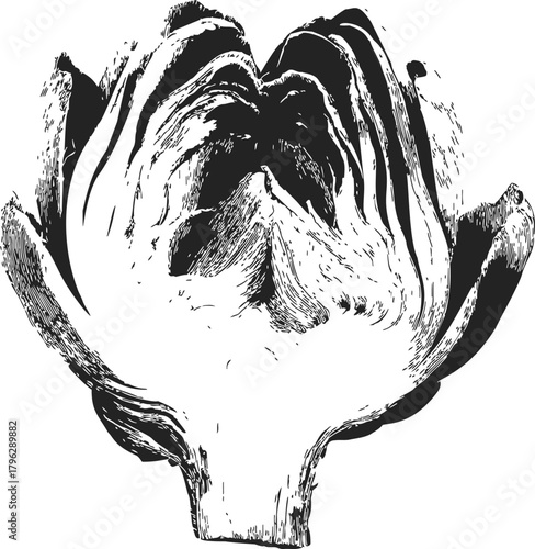 Artichoke sketch hand drawn botanical vegetable cross section in black and white — stock vector