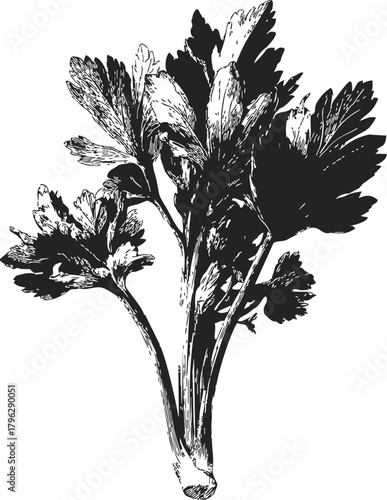 Celery bunch sketch hand drawn black and white botanical illustration — stock vector