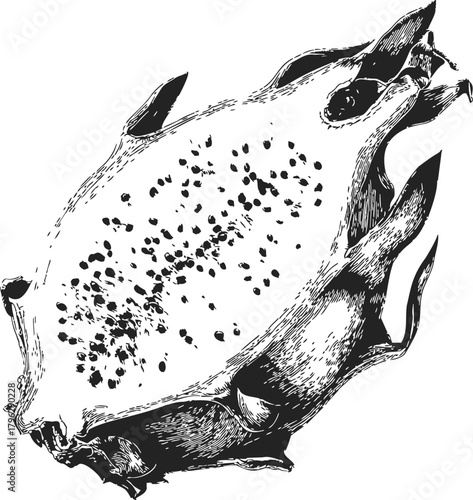 Crab shell sketch, hand drawn vintage style with detailed texture — stock vector