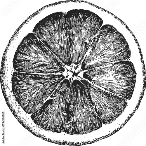 Grapefruit slice sketch, hand drawn citrus fruit cross section with detailed texture — stock vector