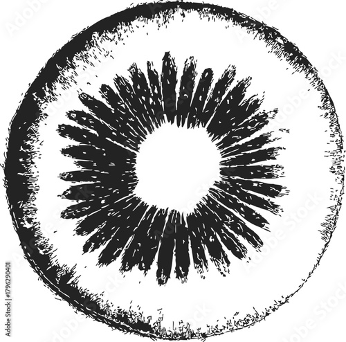 Kiwi fruit slice sketch, hand drawn style, detailed cross section with seeds — stock vector