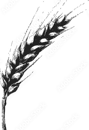 Wheat ear sketch hand drawn detailed botanical illustration isolated — stock vector