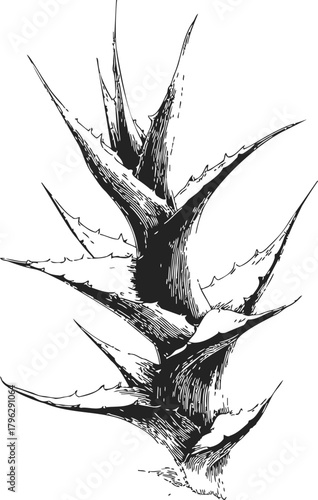 Agave plant, hand drawn sketch, spiky succulent with sharp leaves — stock vector