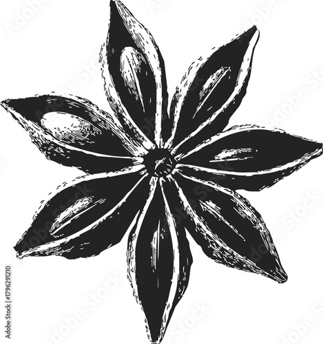 Wallpaper Mural Star anise sketch hand drawn botanical spice illustration, detailed eight-pointed seed pod — stock vector Torontodigital.ca