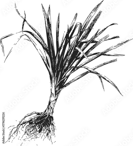 Sugarcane plant sketch, hand drawn botanical style with roots and long leaves — stock vector