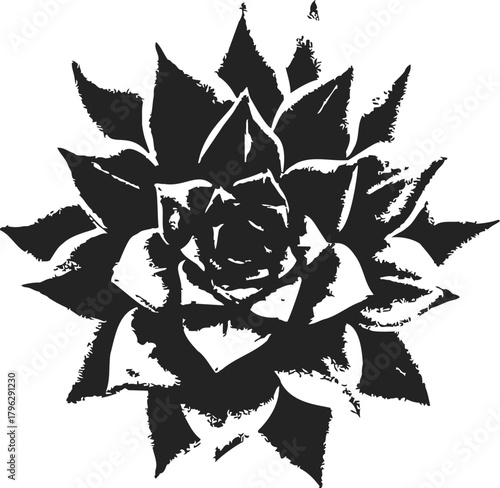 Succulent plant sketch, hand drawn black and white rosette with textured leaves — stock vector