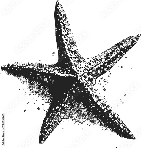 Starfish sketch hand drawn detailed marine animal with textured surface — stock vector