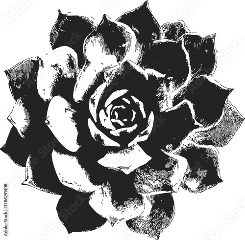 Succulent plant, hand drawn sketch with bold black and white contrast, detailed botanical illustration — stock vector