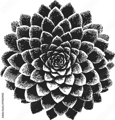 Succulent plant sketch, hand drawn style, detailed black and white botanical illustration — stock vector