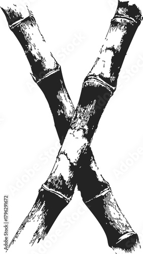 Sugarcane stalks sketch, hand drawn botanical illustration with crossed stems — stock vector