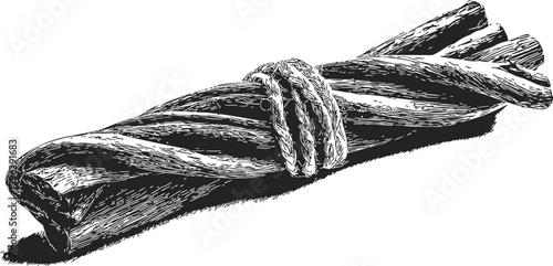 Licorice root bundle sketch, hand drawn botanical style, tied with rope — stock vector