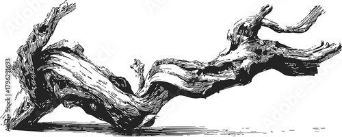 Driftwood sketch hand drawn twisted log with detailed wood grain texture — stock vector