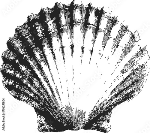 Scallop shell sketch, hand drawn vector, detailed black and white illustration — stock vector