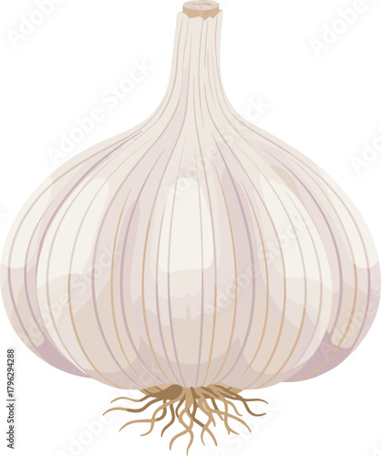 Detailed Flat Garlic Bulb with Root Sprout Vegetable Illustration